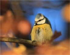 <p>SÝKORA MODŘINKA (Cyanistes caeruleus) /Eurasian blue tit - Blaumeise/</p>